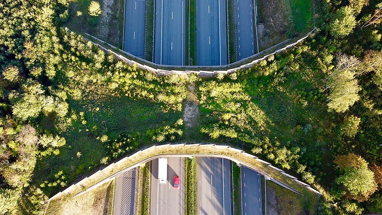 Animal movement infrastructure