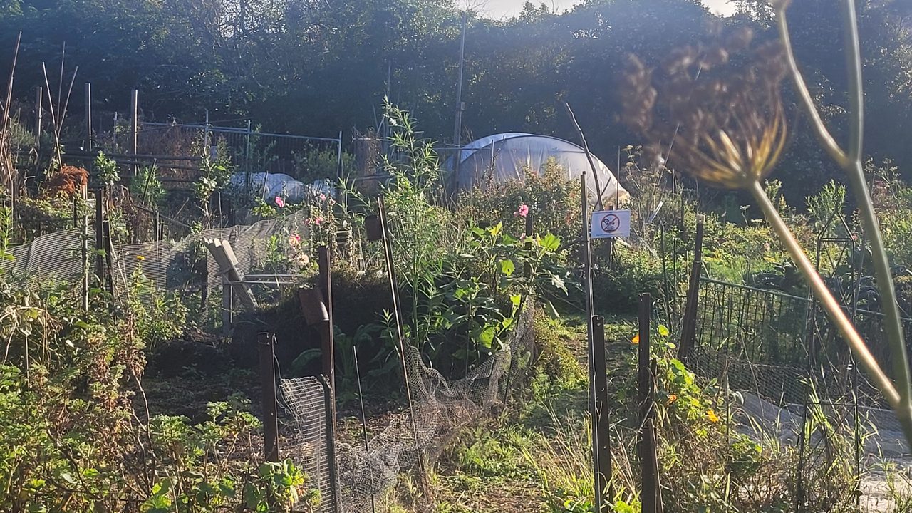 Compact high-yield urban agriculture techniques