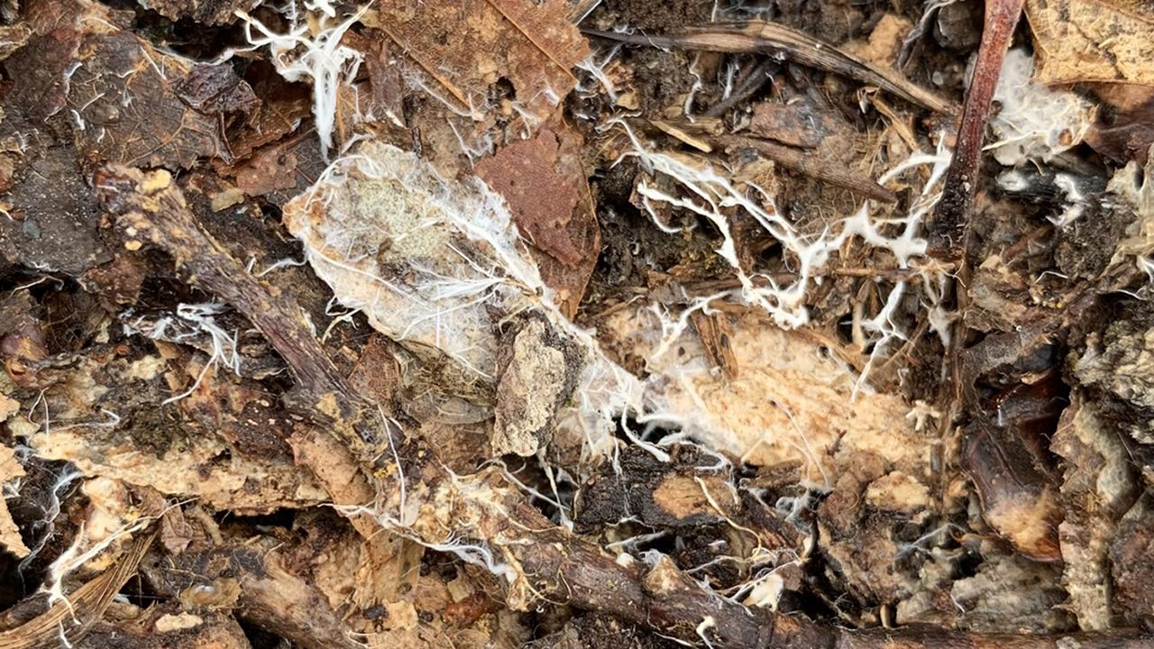 Fungal inoculation in native plantings