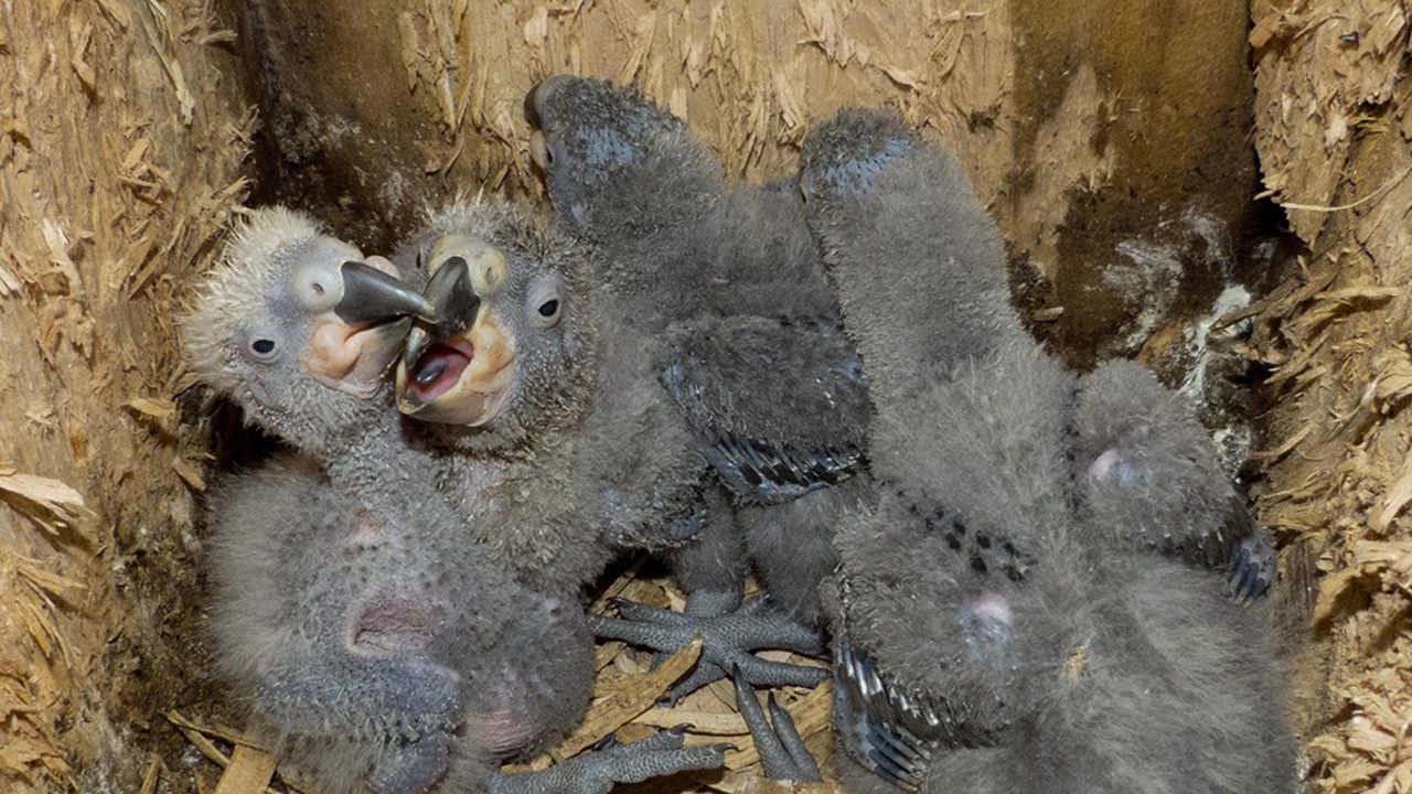 A kākā nest box mounted on a tree or structure in Wellington, part of a programme to provide supplementary nesting habitat for native kākā returning to the urban environment.