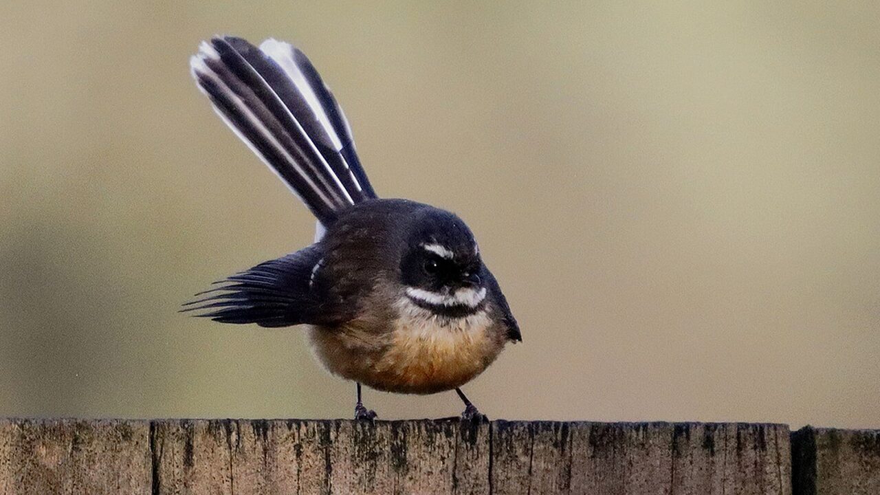 New Zealand Garden Bird Survey