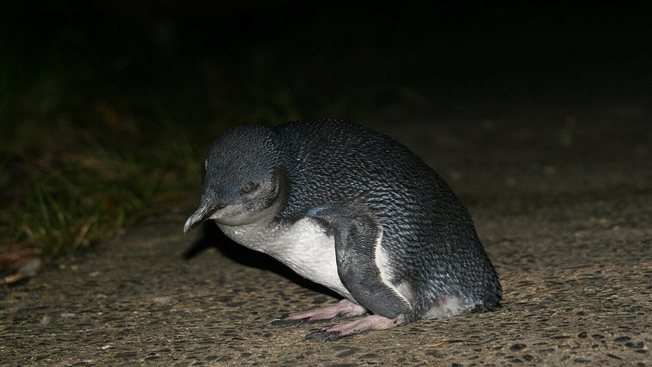 Oamaru blue penguin underpass