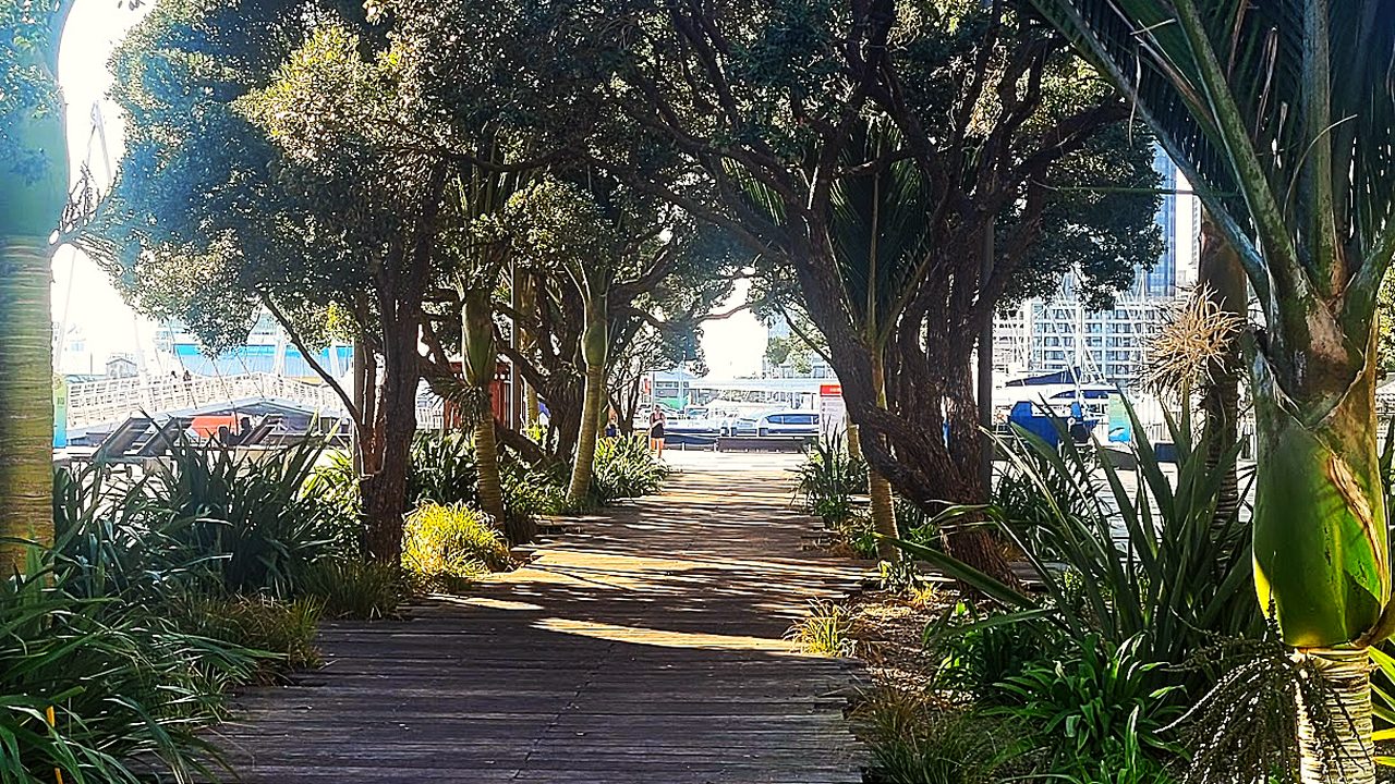 Multi-layered native planting for biodiversity, establishing eco-sourced vegetation to support fauna, soil health, and ecological function in an urban environment in Aotearoa New Zealand.