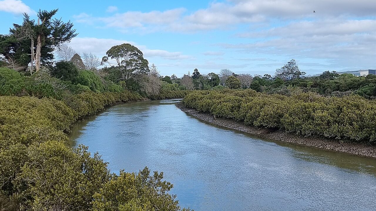 Project Twin Streams in West Auckland showing restored riparian planting along urban waterways, a community-led stream and habitat restoration project spanning Swanson and Henderson.