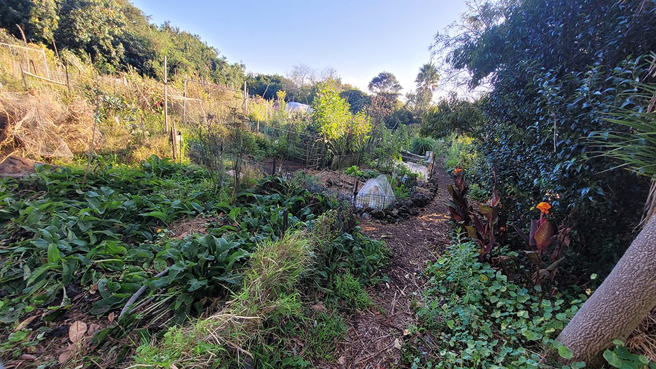 Sanctuary Mahi Whenua Community Garden
