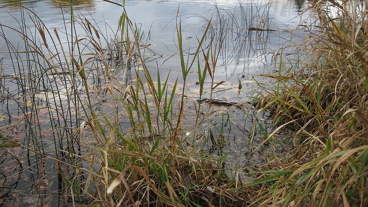 St Albans stream restoration