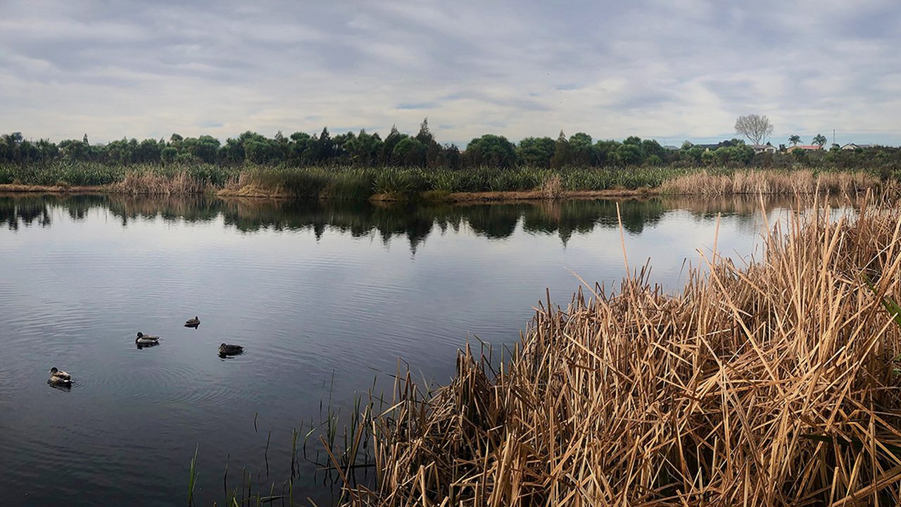 Waiwhakareke Natural Heritage Park
