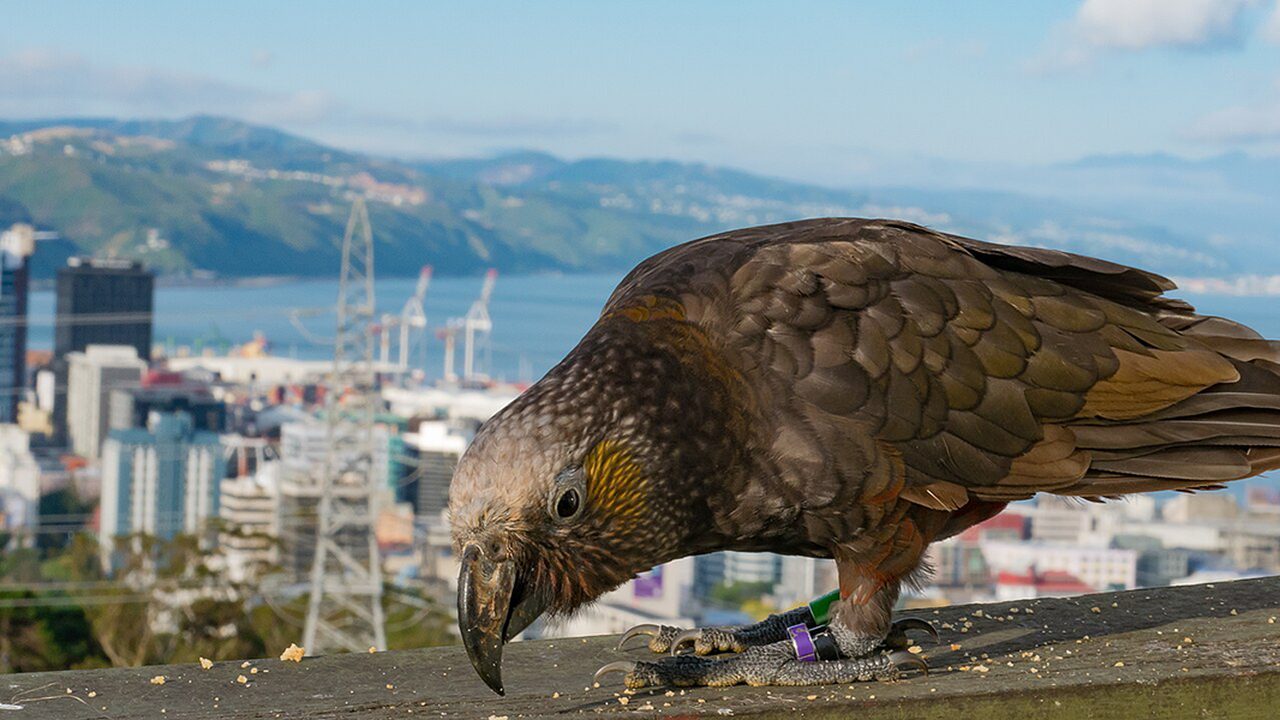 Zealandia Te Māra a Tāne in Wellington, a predator-exclusion fenced urban ecosanctuary supporting the recovery of native birds, lizards, and invertebrates in an urban landscape.