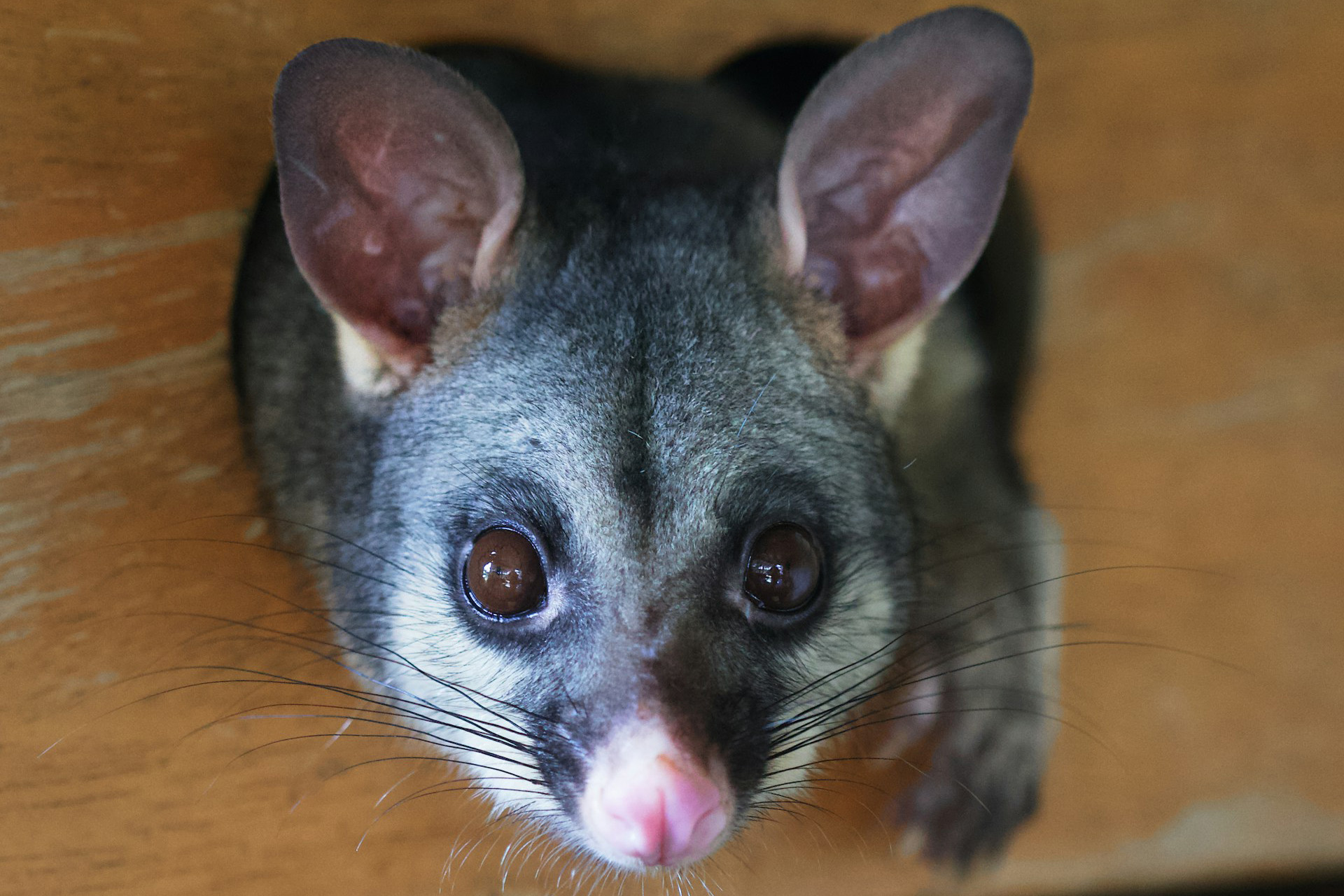 Invasive urban mammalian predators: distribution and multi-scale habitat selection