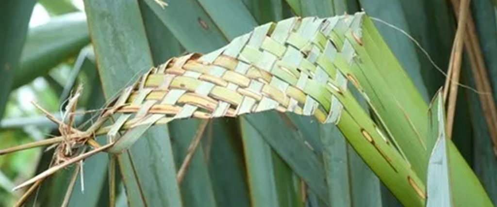 Harekeke flax still on the plant woven into a decoration using Māori flax weaving technique.