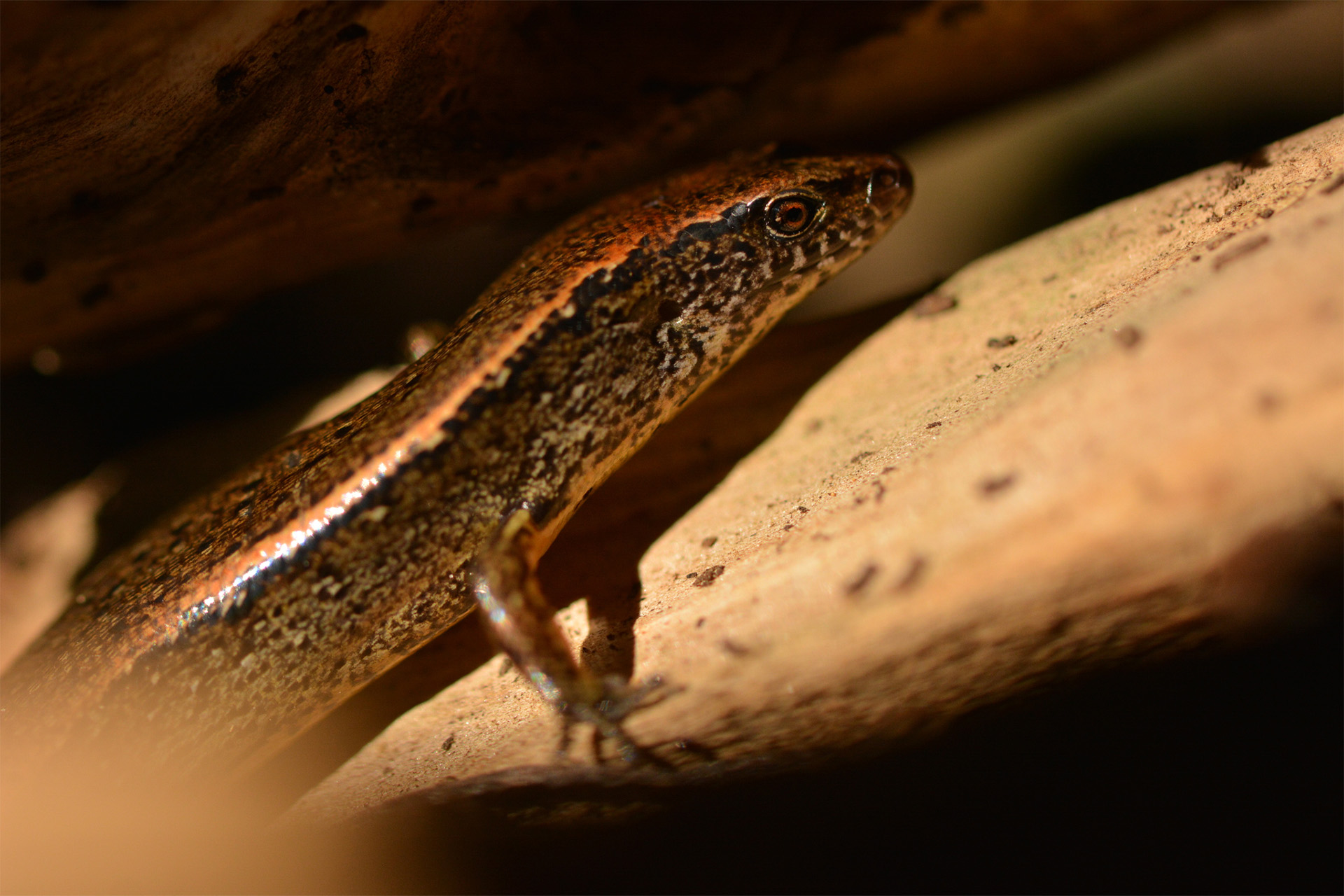 Victims of ignorance: gaps in the protection of endemic lizards during land use activities in Aotearoa | New Zealand