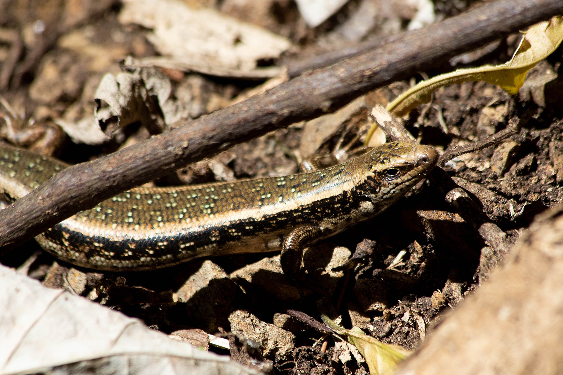 Conservation of skinks in New Zealand cities