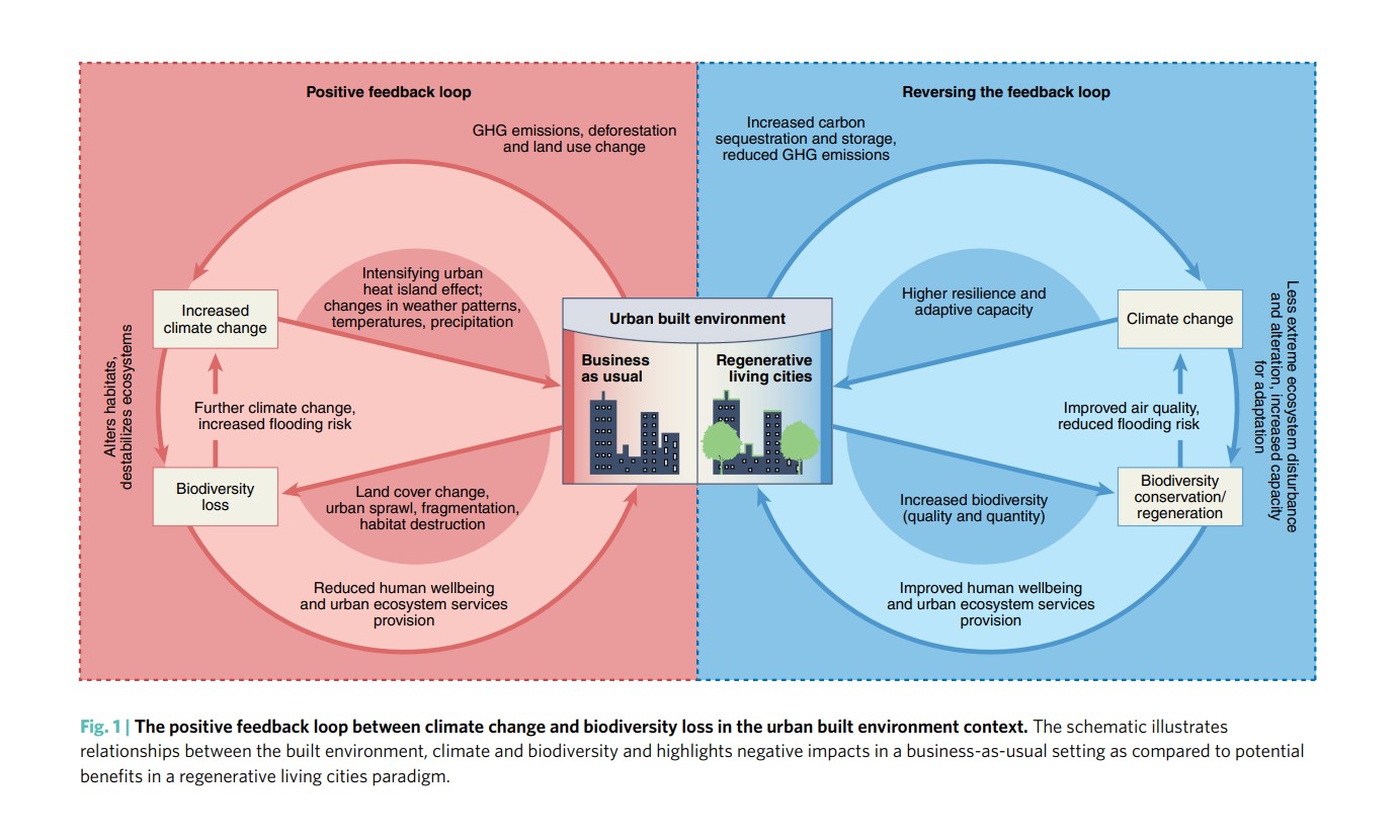 Regenerative living cities and the urban climate–biodiversity–wellbeing nexus
