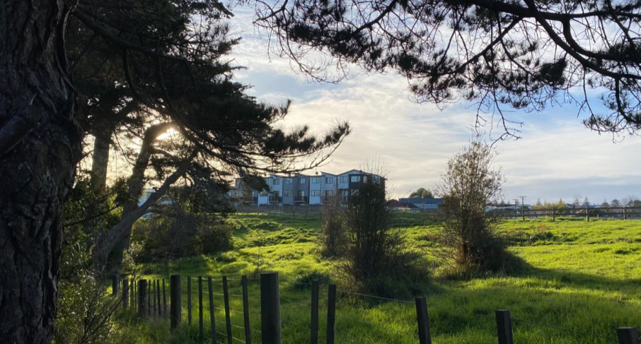 Housing vs Biodiversity: Can medium density housing help enhance Aotearoa New Zealand’s urban biodiversity?