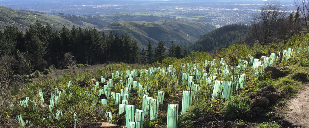 Newly planted tree seedling on a ridge overlooking a town