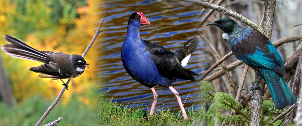 collage of NZ native birds